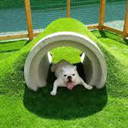 愛犬との暮らし、よくある相談